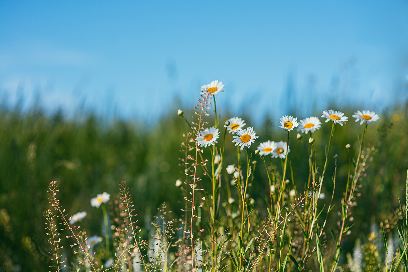 white flowers in a meadow with a blue sky