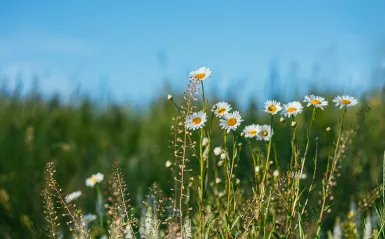 white flowers in a meadow with a blue sky