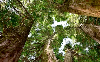 student taken picture of a forest canopy in the summer time