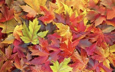 photo of fall leaves 