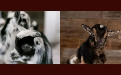this is a photo of two baby goats. One is a black and white photo of a seemingly black and white goat and the other baby goat is mostly brown with a hint of white. 