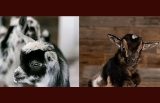this is a photo of two baby goats. One is a black and white photo of a seemingly black and white goat and the other baby goat is mostly brown with a hint of white. 