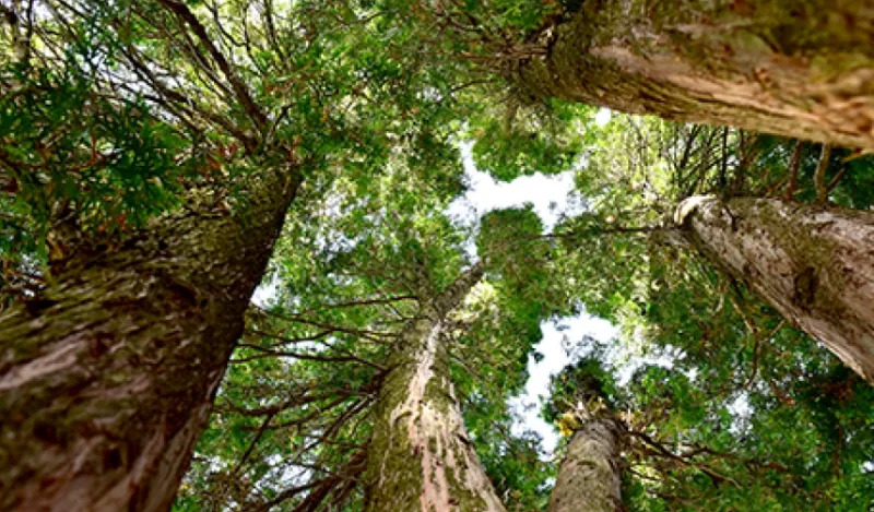 student taken picture of a forest canopy in the summer time