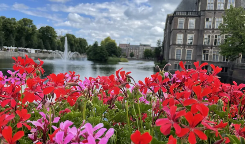 a photo of bright flowers 