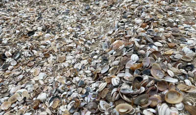 an up close photo of shells