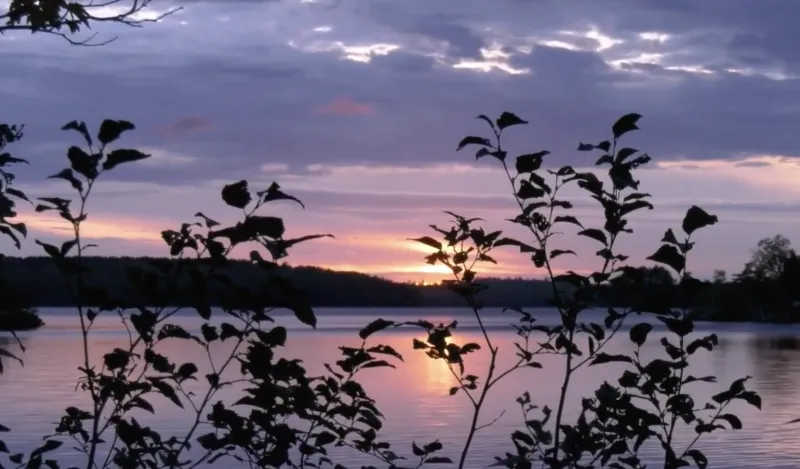 photo of a pink and purple sunrise, over water, through trees