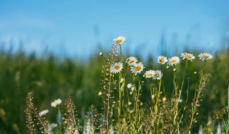 white flowers in a meadow with a blue sky