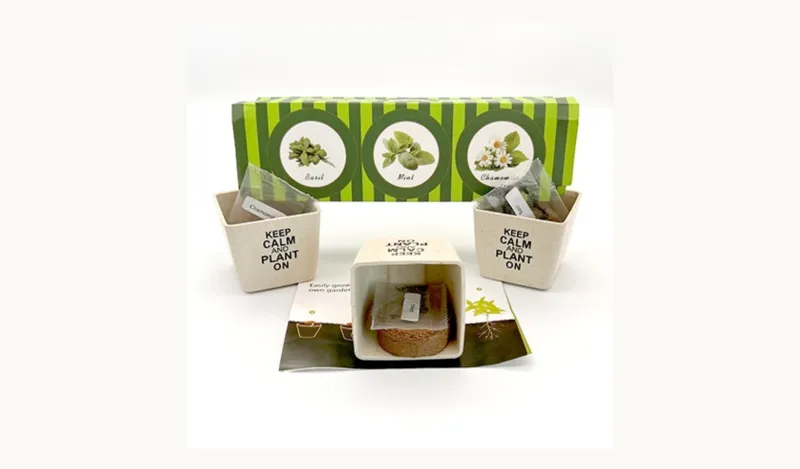 this is a photo of three plastic mini planters, with seeds that students can use to make their own herb garden. 