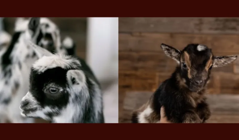 this is a photo of two baby goats. One is a black and white photo of a seemingly black and white goat and the other baby goat is mostly brown with a hint of white. 