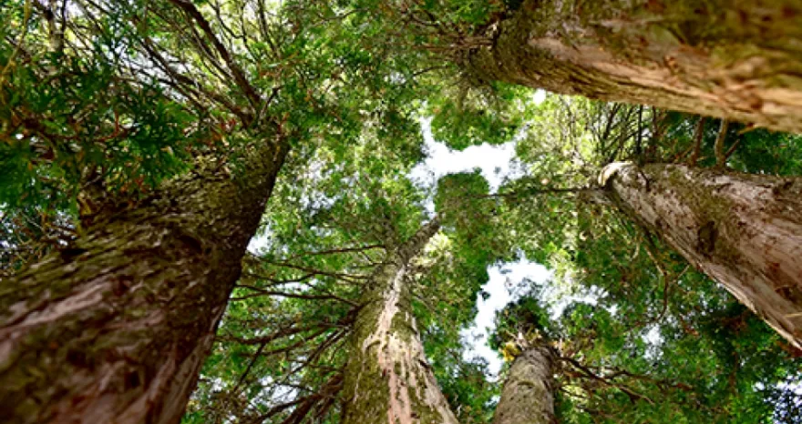 student taken picture of a forest canopy in the summer time