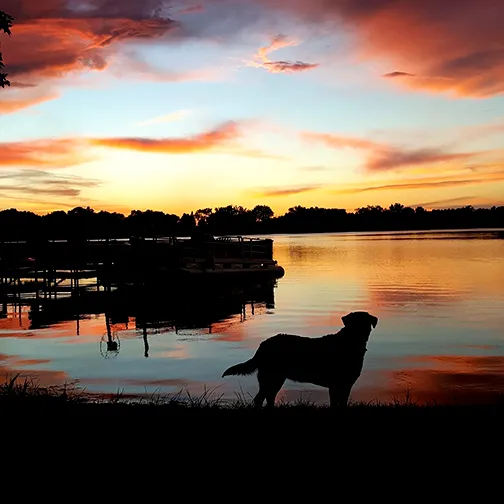 digital phtography by Jessica Barthel of a sunset over a dock with the silhouette of a dog overlooking the water