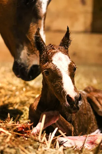 digital photography by Casey Lynch of a newborn foal laying on the ground being cleaned by its mother