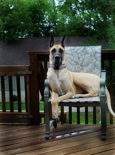 digital photography by Kelley Lynch of a great Dane laying down in a lawn chair after the rain