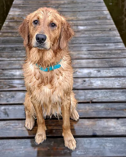 Dog dock by Mickenzi Bitzer. A muddy golden retriever sits on a wooden dock staring innocently at the camera