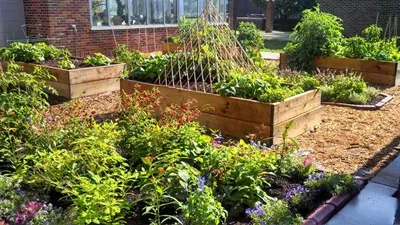 a garden with green plants on raised garden beds 
