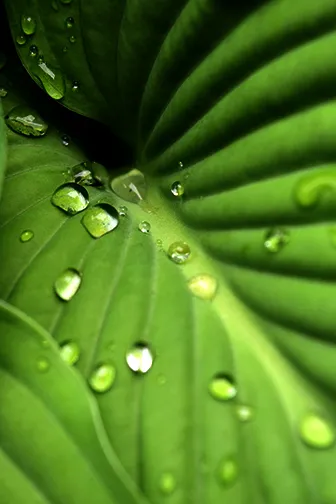 micro shot of leaf surface with water drops on it