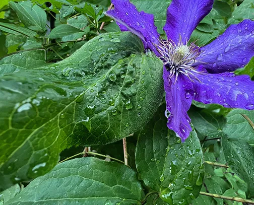 a photo of purple flowers