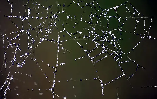 a photo of a spiderweb in water