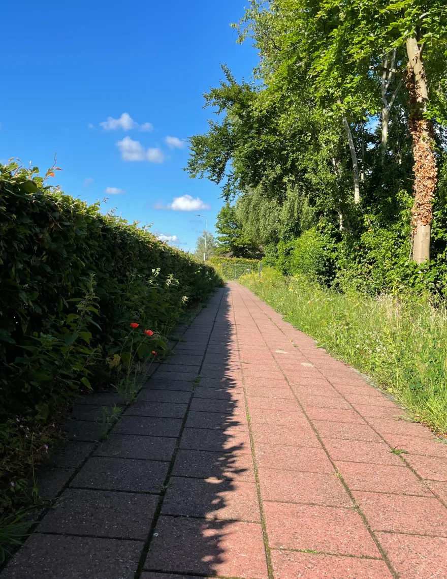 the Netherlands countryside 