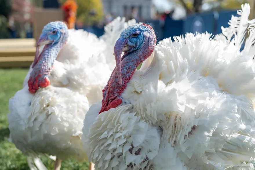 a photo of two white, presidential turkeys named, Liberty and Bell