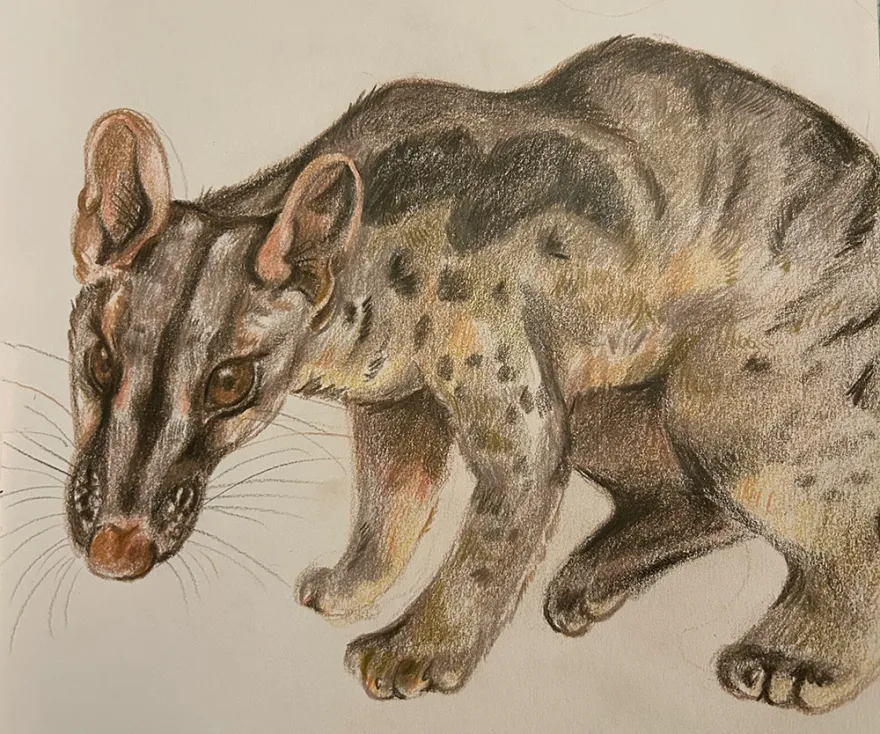 this is an illustrated drawing of a cheetah, done in muted colors, by NHCC student, Mailani Jongerling for their Spring 2026 Capstone project. 