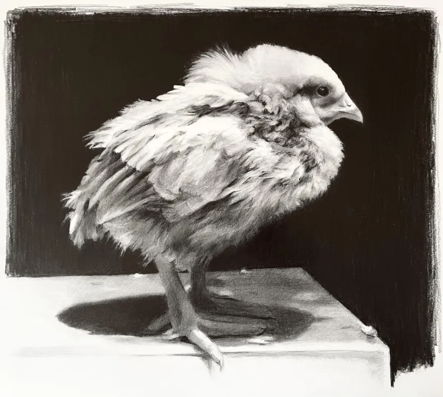 Black-and-white drawing of a young eagle standing on a ledge, facing right, with its wings folded against its body. A dark background creates strong contrast around the bird.