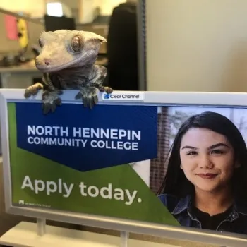 miranda's gecko