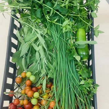 various vegetables and herbs from the garden